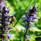 faktor NATUR wildes Eck _11_.jpg