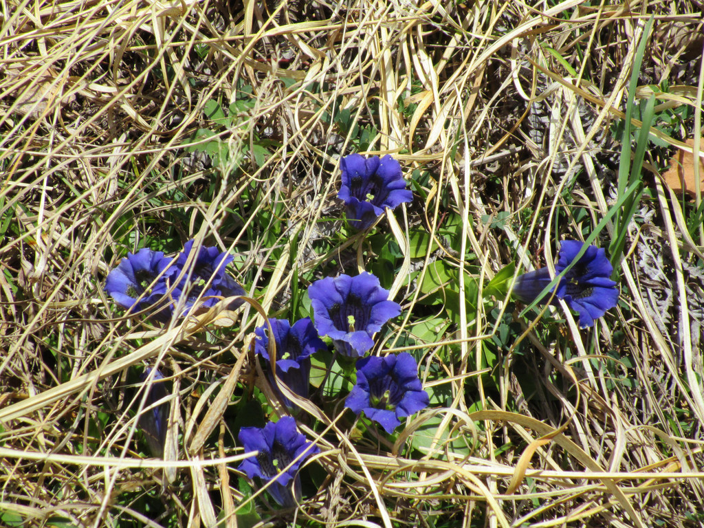 IMG_4596.JPG