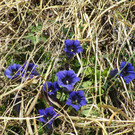 IMG_4596.JPG