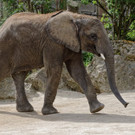 Elefantenbulle Tuluba verlässt Tiergarten Schönbrunn