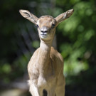Mhorrgazellen-Nachwuchs im Tiergarten Schönbrunn