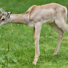 PA_Mhorrgazelle2.jpg