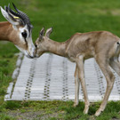 PA_Mhorrgazelle3.jpg