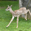 PA_Mhorrgazelle4.jpg