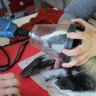 Not-OP für eine Dachs-Dame im Wiener Tierschutzverein