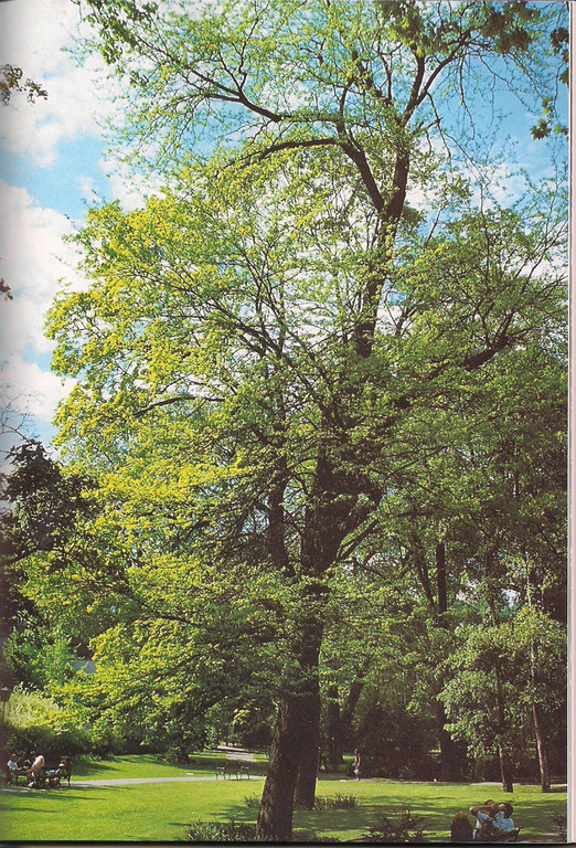 KOE_Gleditschie Baum mit Geschichte 2.jpg