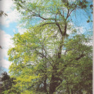 Gleditschienbaum
