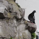KOE_Der Gloeckner vom Katzenturm 15.jpg
