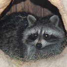 KOE_Wildpark Spende Kindi Oberau 7.jpg