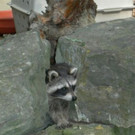 KOE_Wildpark Spende Kindi Oberau 8.jpg