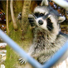 KOE_Wildpark Spende Kindi Oberau 9.jpg
