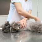 Ausgesetzt und beim WTV gelandet: Katze Lisa und Kater Sweety