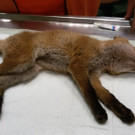 Geretteter kleiner Fuchs "Robert Almer" am OP-Tisch