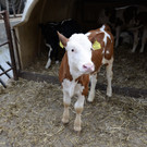 20141203 Landwirtschaftsf__rderung neu.JPG