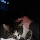 Gesuchte Katze aus bregenz