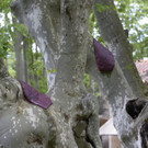 ABD0025-20160517.jpg