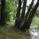 IMG_1550 _Large__JPG-1276939747