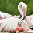 Flamingo-Küken im Tiergarten Schönbrunn geschlüpft