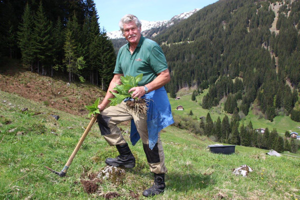 AlpeSpora4.jpg