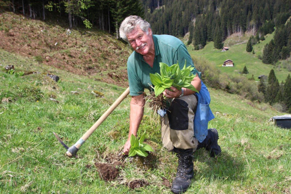 AlpeSpora3.jpg