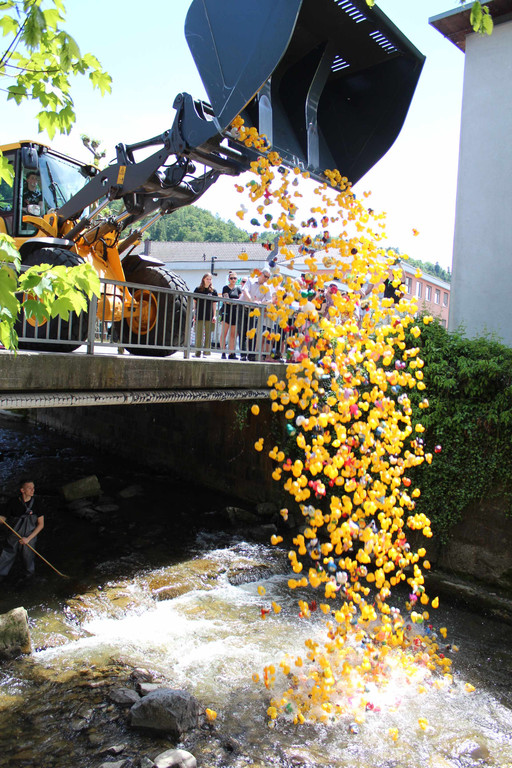 Enten 5.jpg
