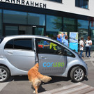 Caruso hund 1 _1 von 1_.jpg