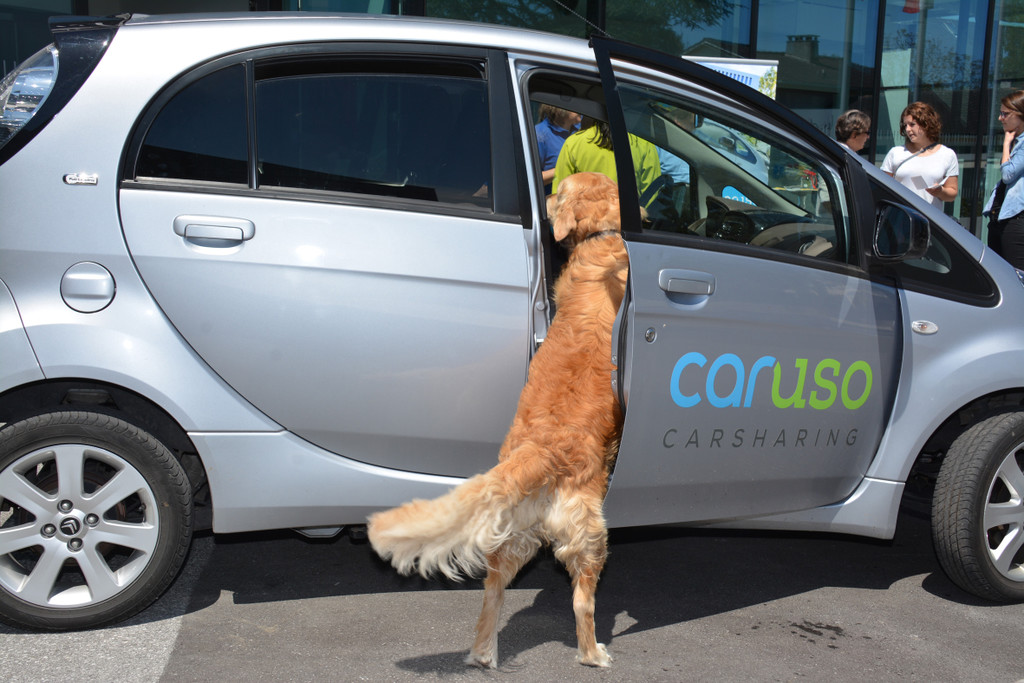 Caruso hund 2 _1 von 1_.jpg