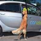 Caruso hund 2 _1 von 1_.jpg