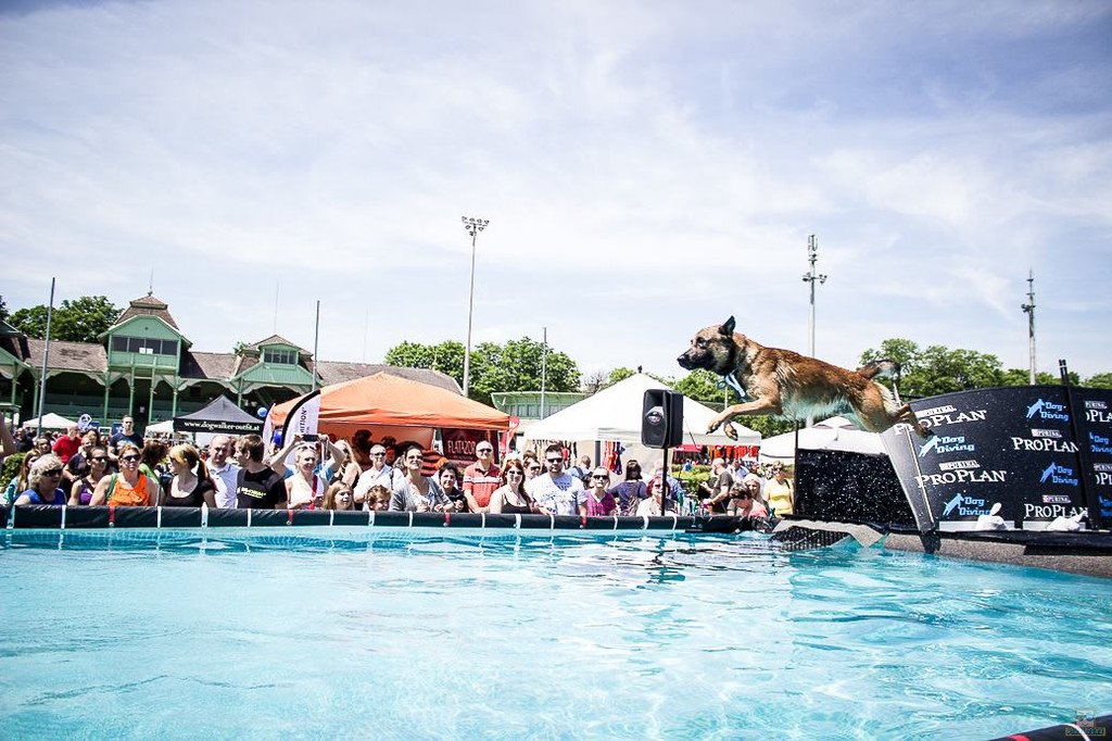 Hundetag_DogDiving2.jpg