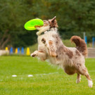 Hundetag_Frisbee.jpg