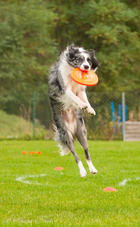 Hundetag_Frisbee2.jpg