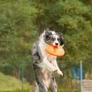 Hundetag_Frisbee2.jpg