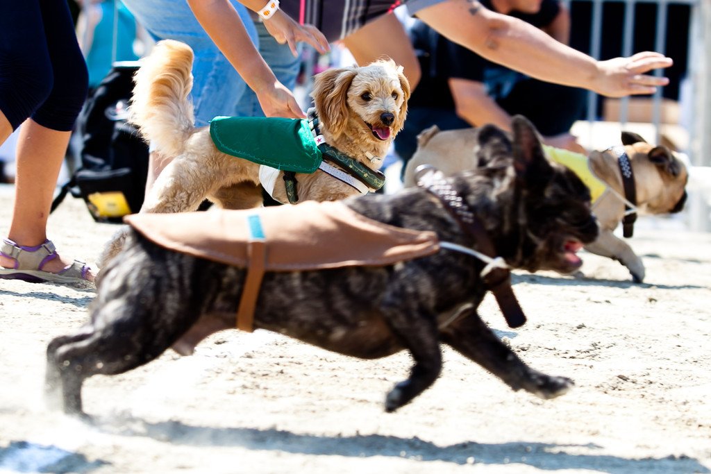 Hundetag_Hunderennen.jpg