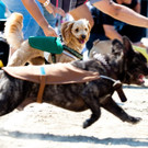 Hundetag_Hunderennen.jpg