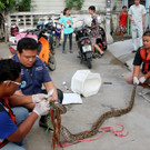 Thailand_Snake_Ordeal.jpg