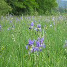 Lilienteppich im Koblacher Ried.jpg