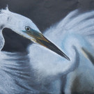 KOELBL_ S_ Edle Erscheinung Silberreiher Pastell 40x30.jpg
