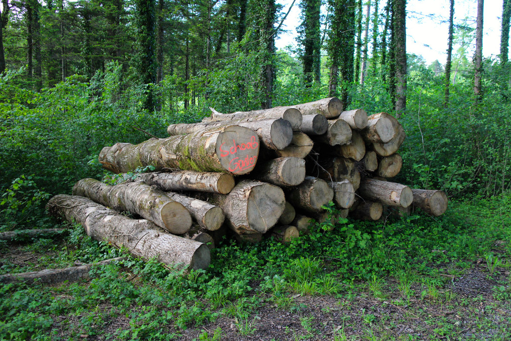 KOE_Unterried Spaziergang Bangs 4.jpg