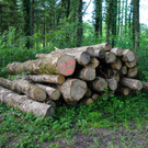 KOE_Unterried Spaziergang Bangs 4.jpg