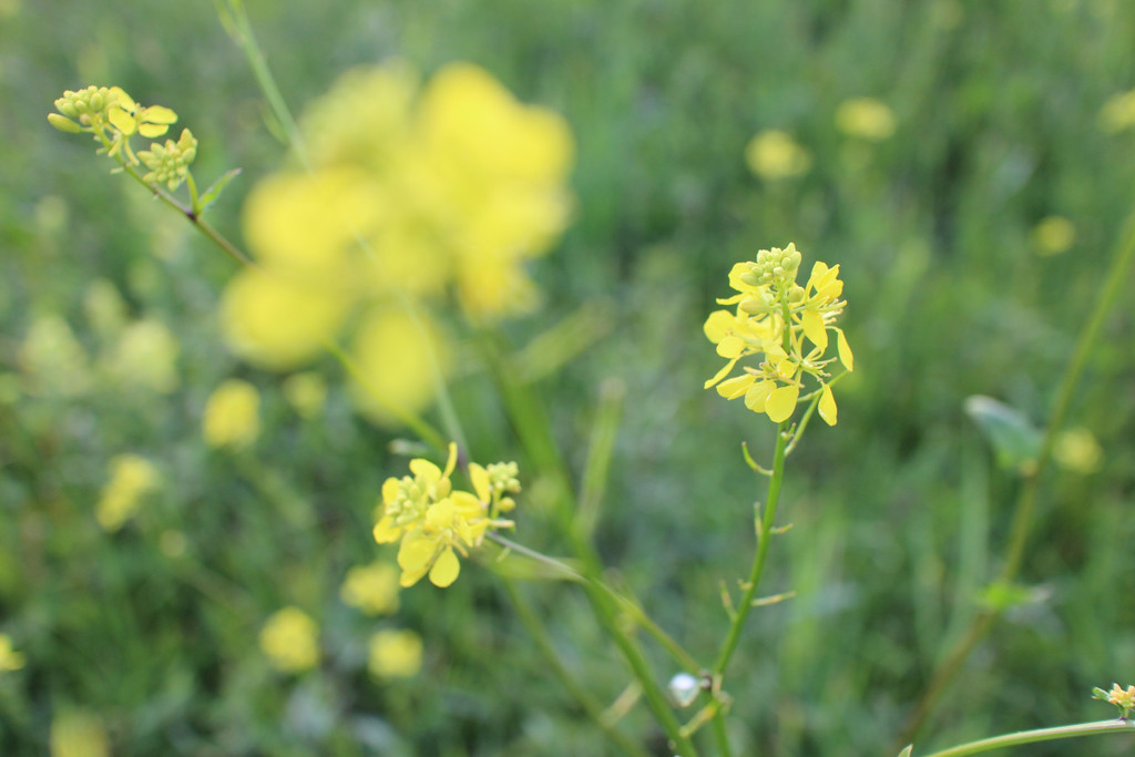 KOE_Unterried Spaziergang Bangs 24.jpg