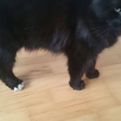 Fundkatze