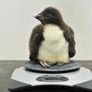 Felsenpinguine im Tiergarten Schönbrunn geschlüpft