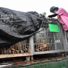 Thailand_Tiger_Temple_1.jpg