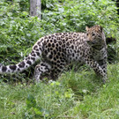  Leopardendame Ida im Tiergarten Schönbrunn 