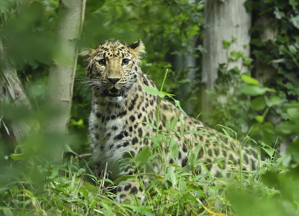 Amur_Leopard_01_TGS_Zupanc.jpg