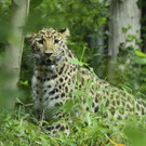 Amur_Leopard_01_TGS_Zupanc.jpg