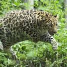 Amur_Leopard_02_TGS_Zupanc.jpg