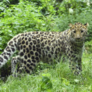 Amur_Leopard_03_TGS_Zupanc.jpg