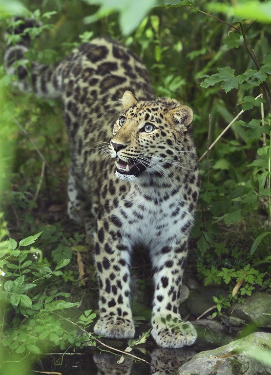Amur_Leopard_06_TGS_Zupanc.jpg