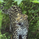 Amur_Leopard_06_TGS_Zupanc.jpg